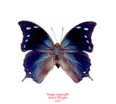 Memphis arginusa (Peru)